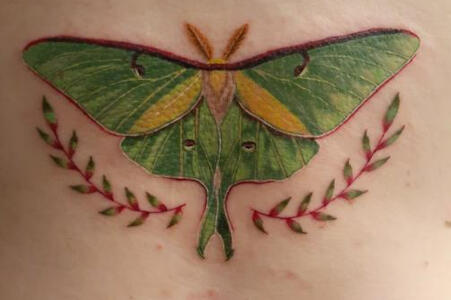 Luna Moth